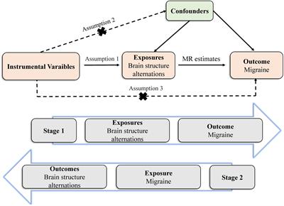 Association between brain structures and migraine: A bidirectional Mendelian randomization study